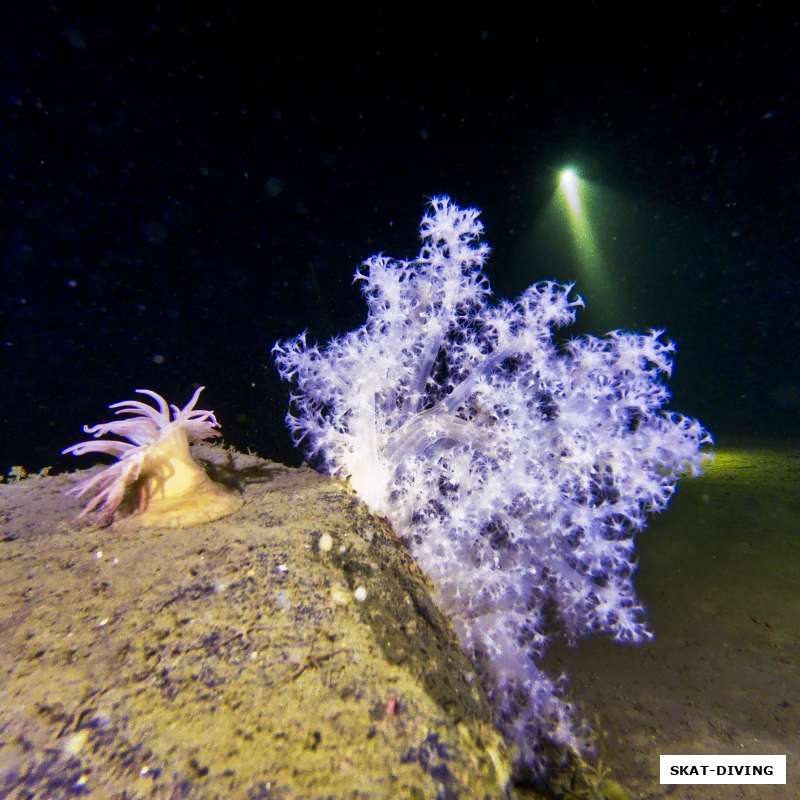 Египетские коралловые рифы нервно курят в стороне!