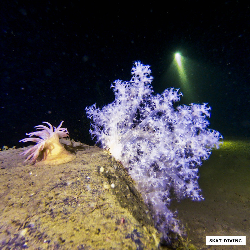 А вот и удивительный дайв-сайт, на котором множество прекрасных мягких кораллов, как на Красном море