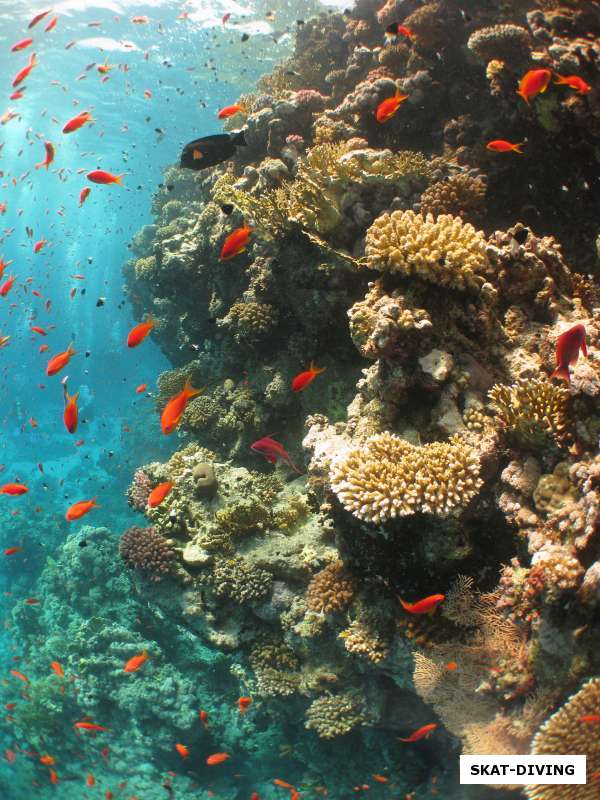 стенка подводного рифа