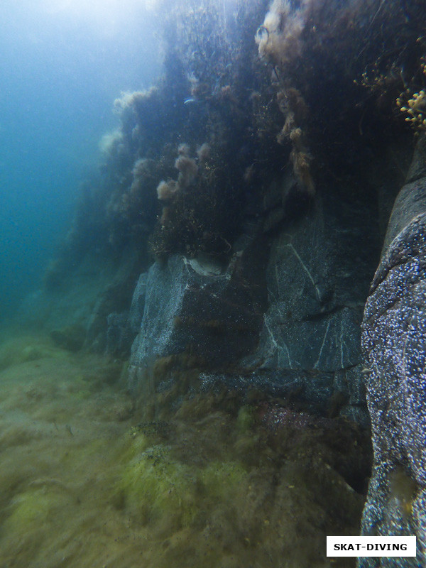 Чем отличается Баренцево море от Голубого озера в КБР: обилием жизни под водой