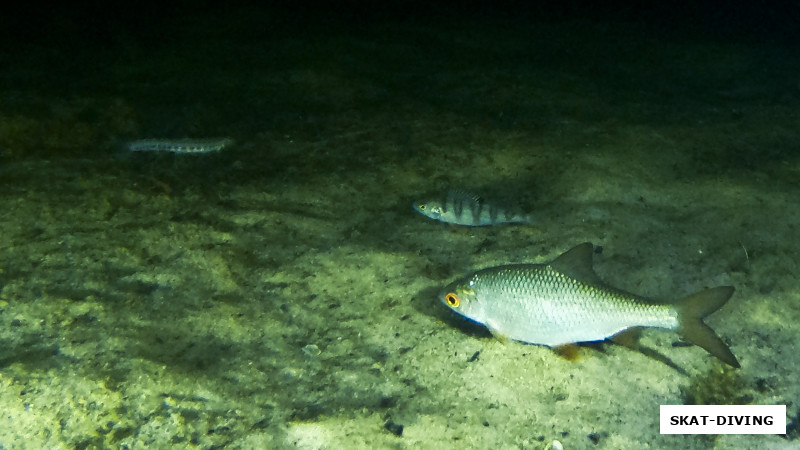 Три наиболее часто встречаемых на дне вида рыб