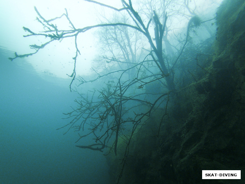 Порой было трудно понять, где заканчивается подводная растительность и начинается суша