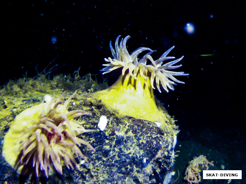 Кроме кораллов, попадаются крупные актинии, явные пришельцы из далекого прошлого нашей планеты
