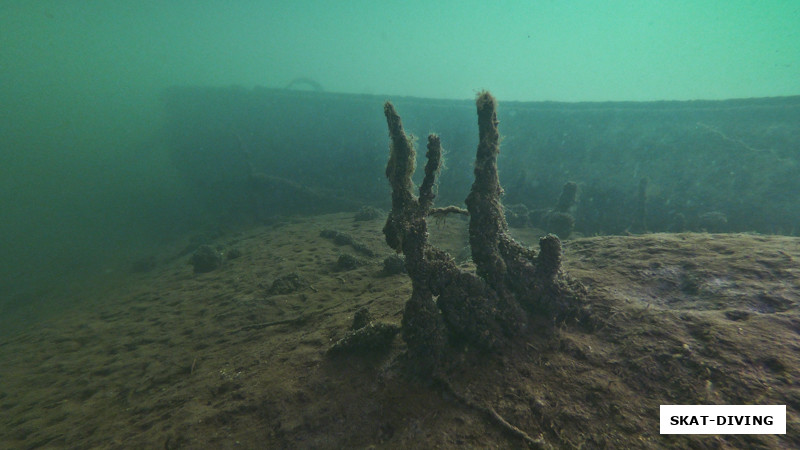 Дима Щербаков придумал название для таких вот поросших ракушкой образований - "керамзитные кораллы"