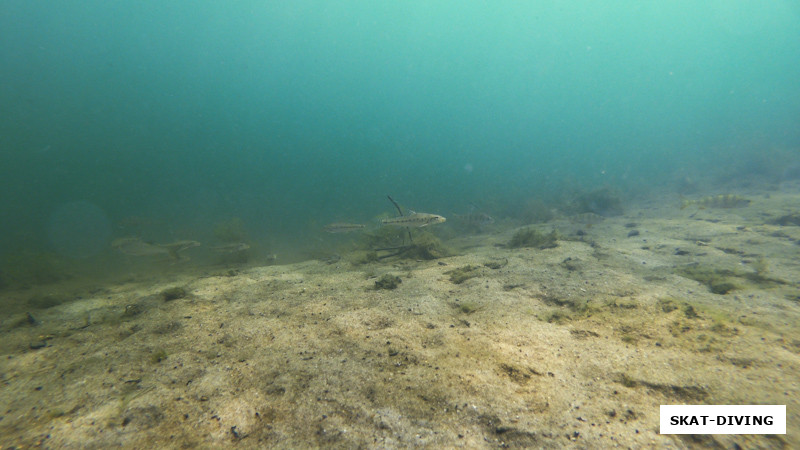 Живое доказательство наличия пескарей в Керамзите, для этого фото пришлось спуститься на глубину 50 сантиметров и лечь, так мы начинали наш дайв