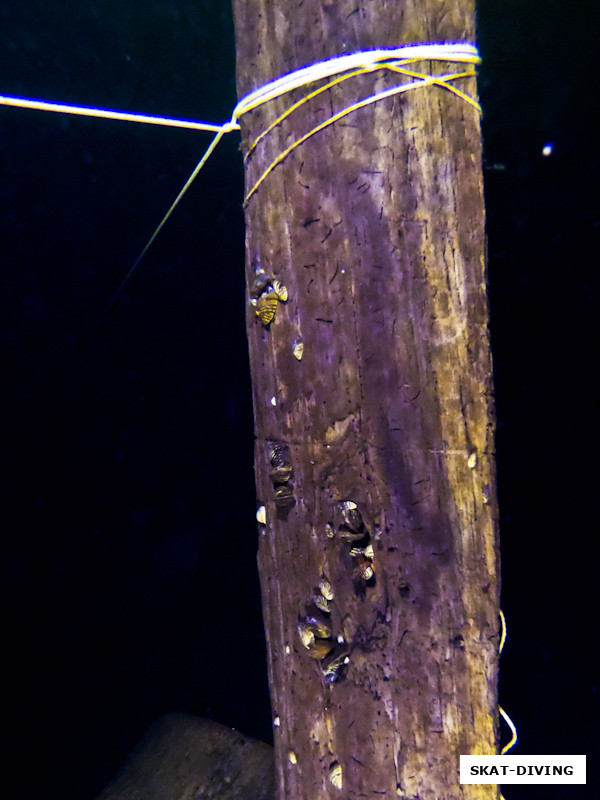 Это не просто столбик с дрейссеной, это фото сделано на глубине около 18 метров, что подтверждает способность моллюсков выживать на большой глубине