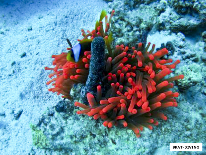 Sea anemones (морской анемон) - яркий пучок опят на фото. Это вовсе не грибы и не растение, это - группа хищных морских беспозвоночных, относящихся к актиниям. Из-за своего красочного внешнего вида они названы в честь "анемоны", наземного цветкового растения. По-соседству обычно живет рыба-клоун, что не восприимчива к стрекательным железам анемона