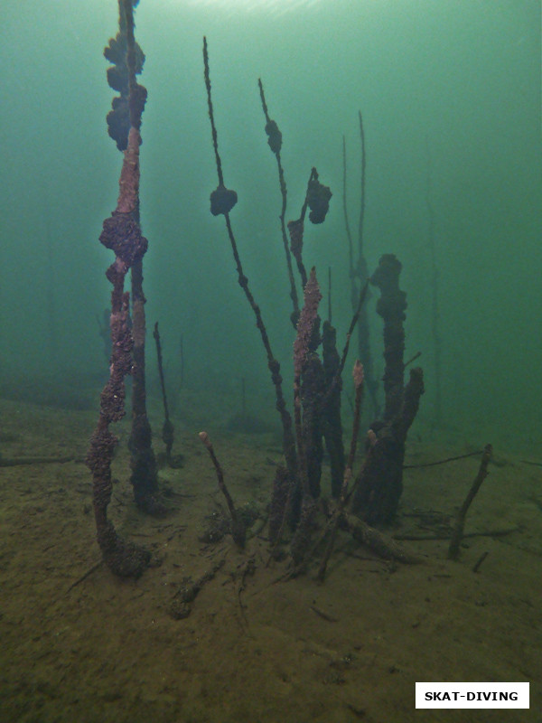 На Керамзите много мест, где можно встретить затопленные кустарники и деревья, основа для развития ракушек
