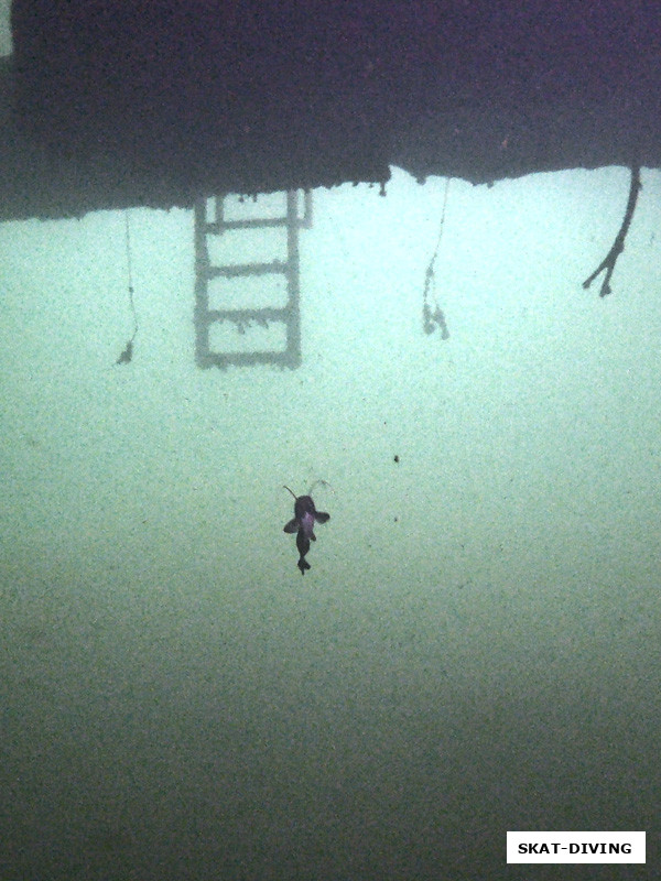 Это не подводный таракан, это крохотный сомик плывет в свое укрытие