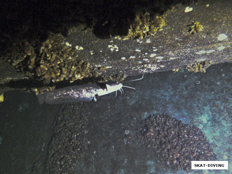 Если вы ныряете под домом, стоит внимательно изучить его дно с фонарем, там часто прячутся вот такие создания, да крохотные, но забавные