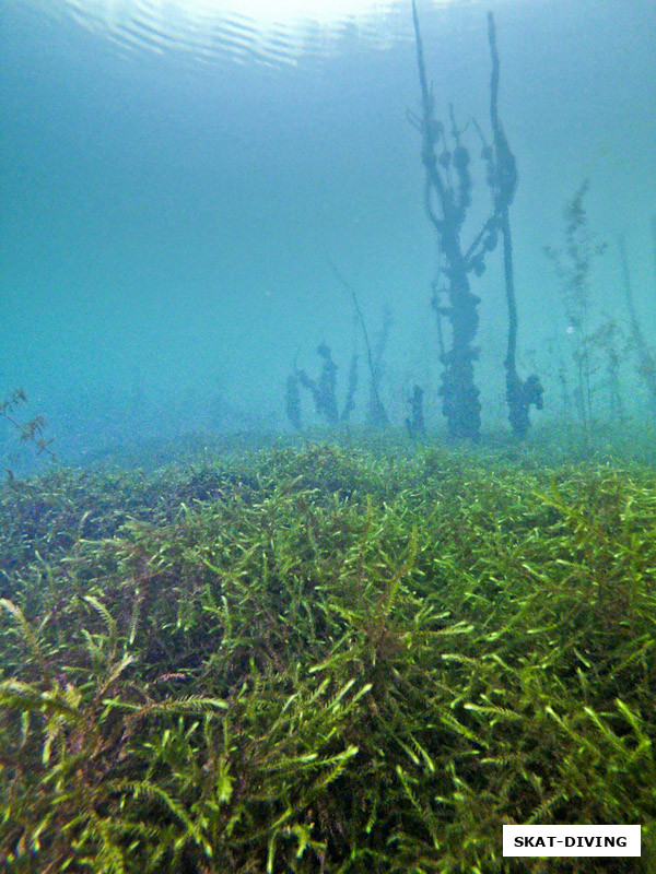 Если бы я был большой рыбой, завалился бы на эту перину и не вставал