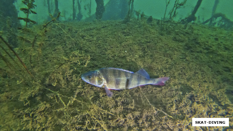Спасенный из остатков старой сети окунь, лежит и не верит своему счастью
