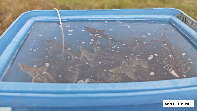 Емкость как раз в объем перевозимой рыбе