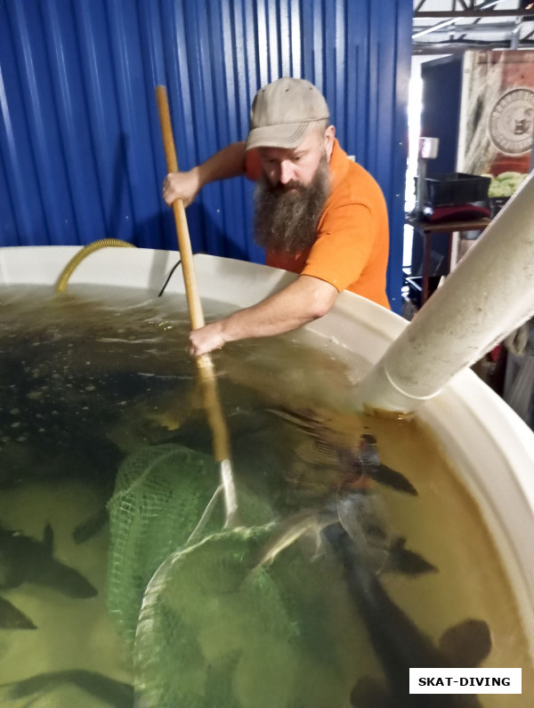 Зеленев Андрей, отлов заранее отсаженной рыбы для нас, ведь мы перед выпуском в холодную воду должны забрать ее из аналогичной холодной воды