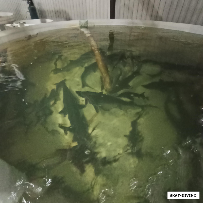 В бассейне с нашими осетрами плавали и заказы от других клиентов, самый большой весом около 15 килограмм, то еще зрелище, нужно сказать