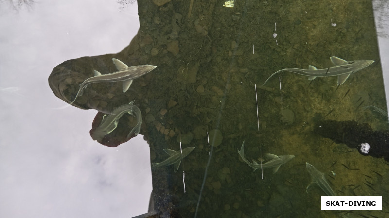 Наблюдать, как эти красавцы расплываются по новому дому - истинное наслаждение!