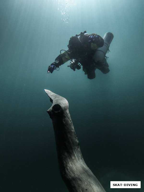 Подводный слон в шоке от увиденного