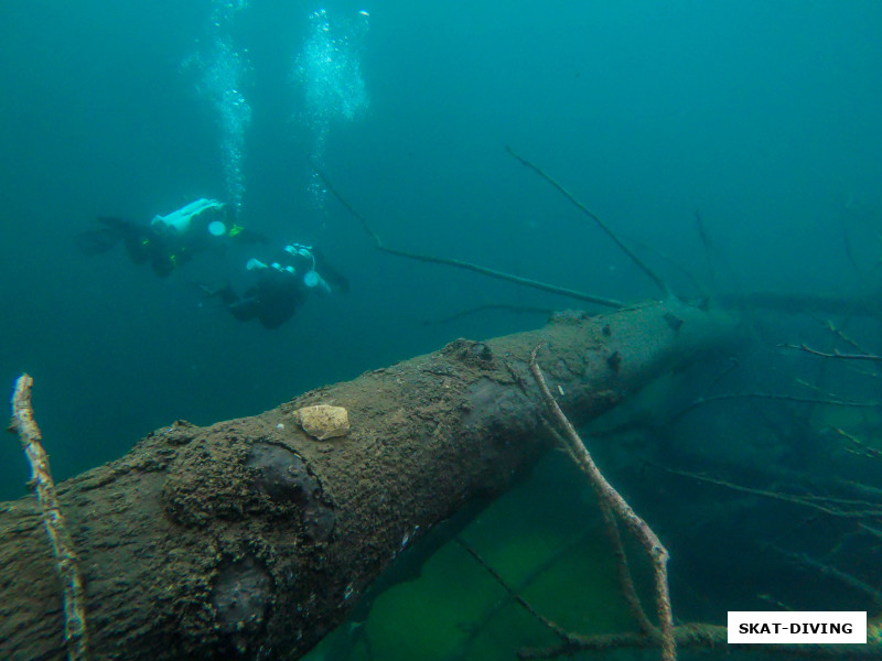 Иногда ты проплываешь мимо деревьев больше тебя в обхвате