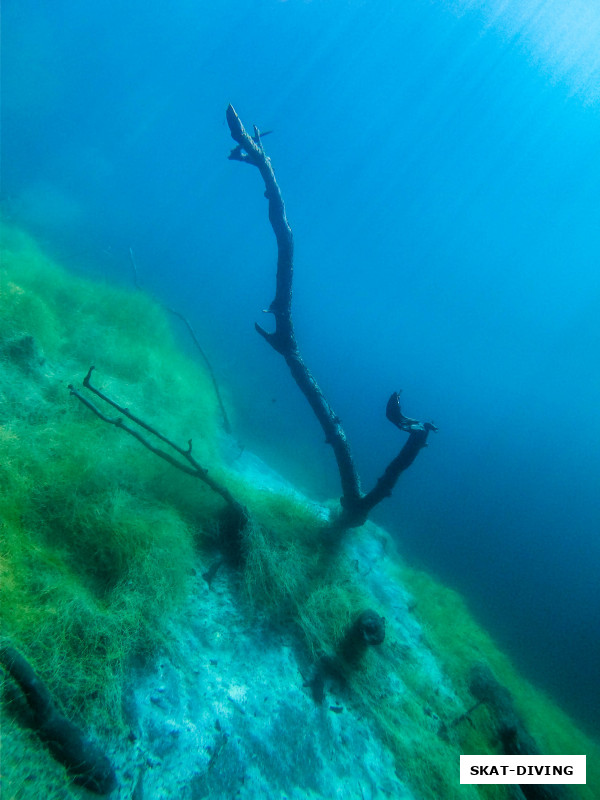 Кажется, что все дерево спряталось в грунт, лишь для фрагментов веток не нашлось места