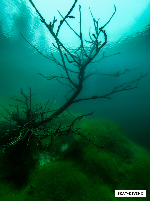 Возможно, деревья так и не успели понять, что с ними случилось