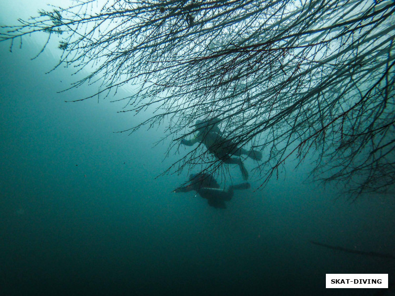 Бокоплав пытается спрятаться в кроне дерева от огромных булькающих существ