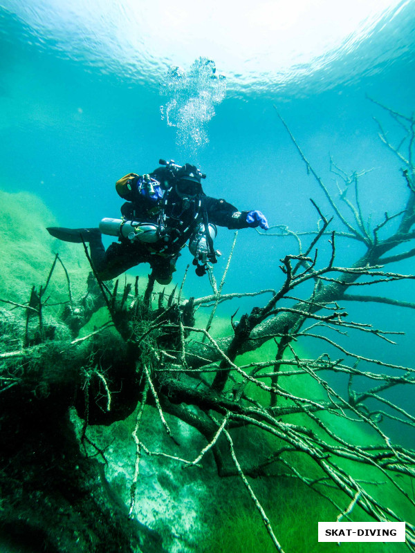 Азаркин Юрий, то самое "дерево Грозного", по преданию, плохо сдавших курс студентов просят на него присесть