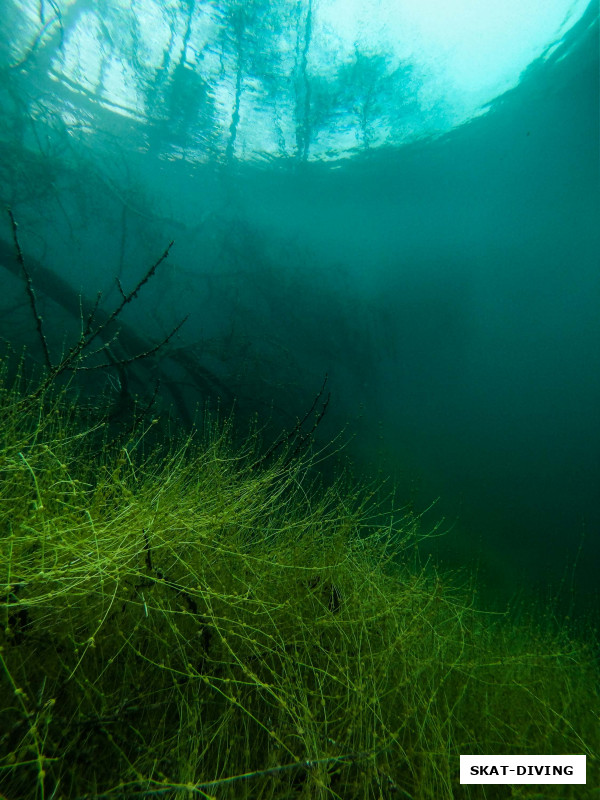 Несмотря на раннюю весну растительность под водой выглядит уже достаточно живой