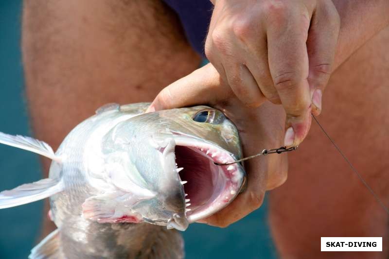 Рыбка с зубками