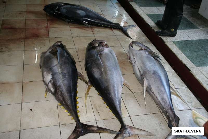 Тунцы на рыбном рынке в Мале