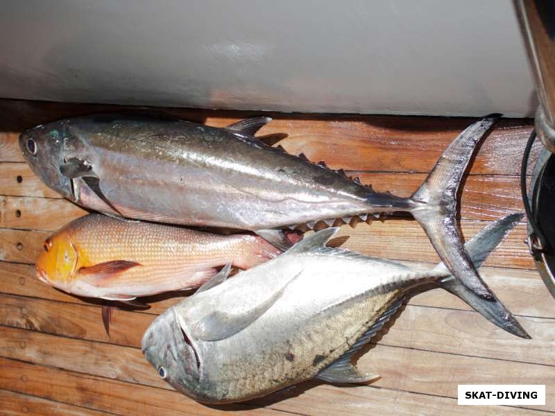 Рыбная добыча на Мальдивах