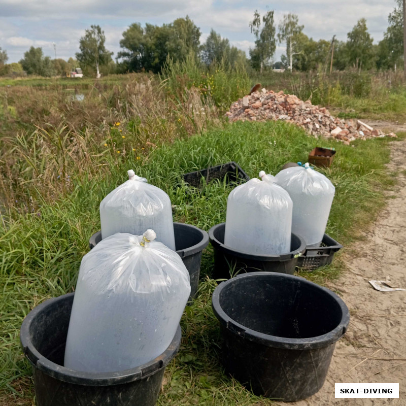 Всего было куплено 2000 амуров, расфасованных на 4 пакета, примерно по 500 штук в каждом.