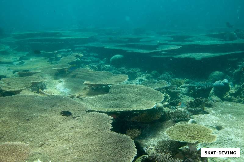 Великолепные коралловые сады у поверхности рифа