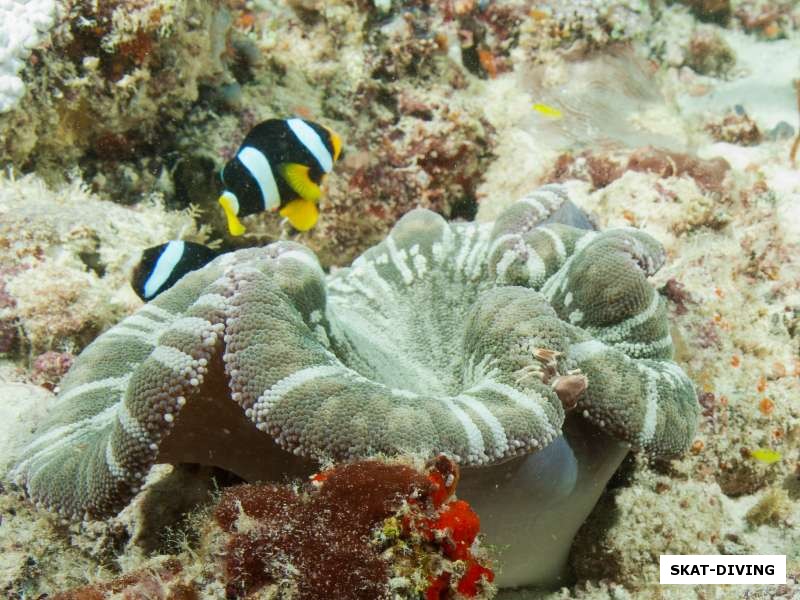 Мягкие кораллы иногда очень похожи на грибы!
