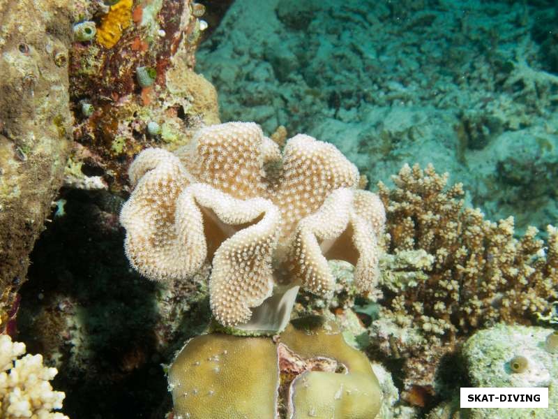 Мягкие кораллы