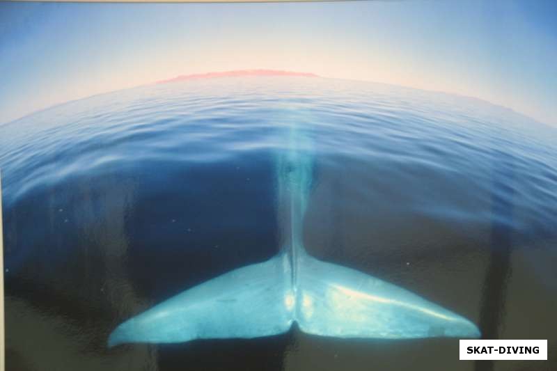 Фото голубого кита