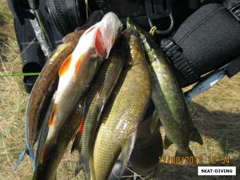 Рыбы реки Сейм, правда уже съеденные