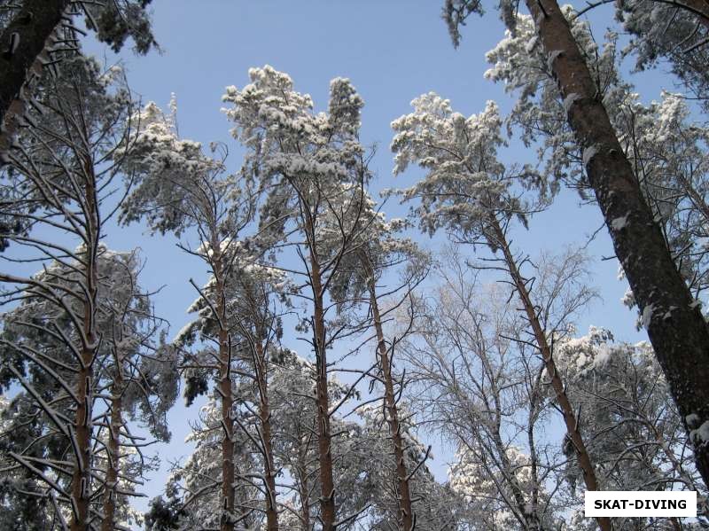 Зимний тихий заснеженный лес - сказка!