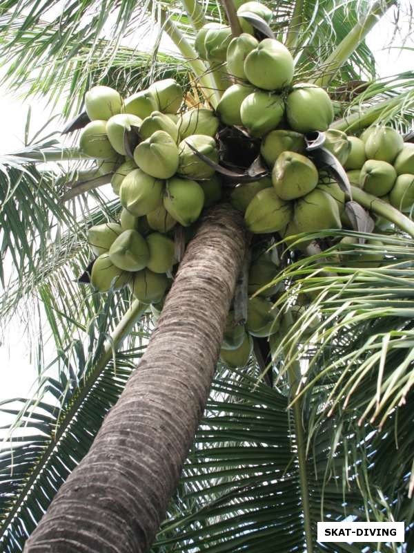 А созревающие на пальмах кокосы ищут подходящую голову