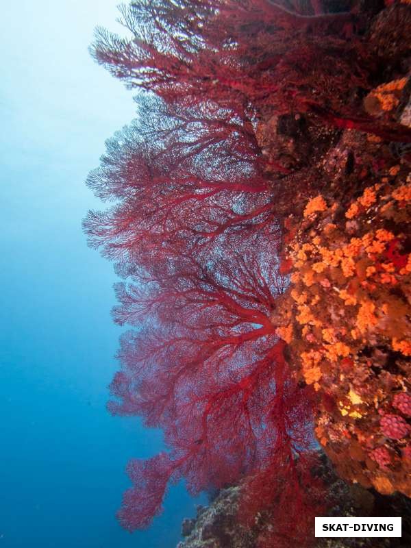 Огненные кораллы на стенах рифа