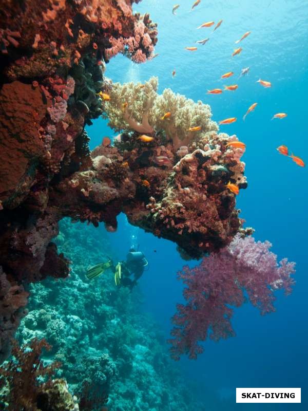 Коралловые сады на рифовых стенках в Шарме