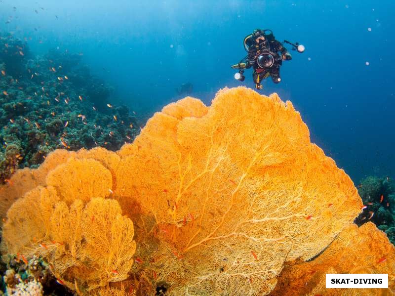 Красивейшие кораллы - гордость Красного моря