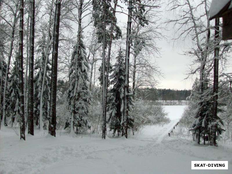 заснеженный лес на берегу круглого озера
