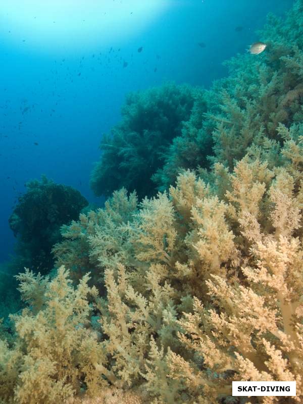 Сады мягких кораллов на сколько хватает глаз
