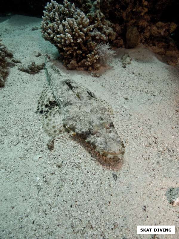 Рыба-крокодил спокойно отдыхает на песке, будучи уверенной в своей совершенной маскировке
