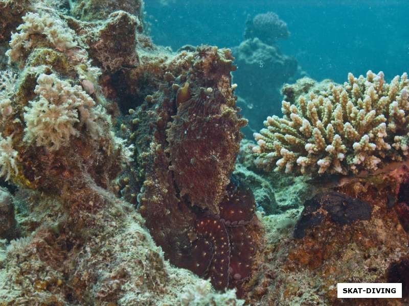 Осьминог старательно сливается с рифом, что нужно этим большим пузырящемся существам?