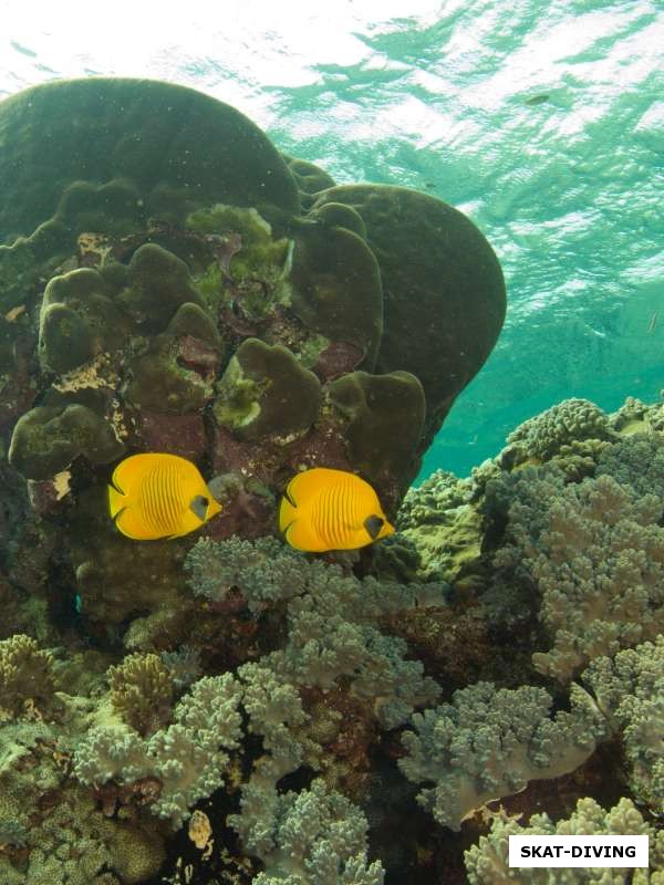 Рыбы-бабочки принимают солнечные ванны у рифа