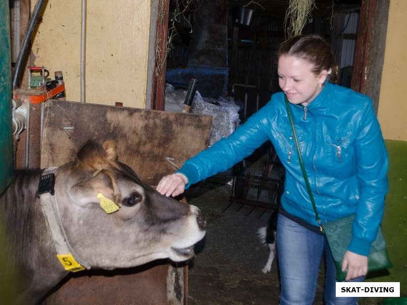 Николаенкова Александра, общения с коровами во время экскурсии на частный сырный завод