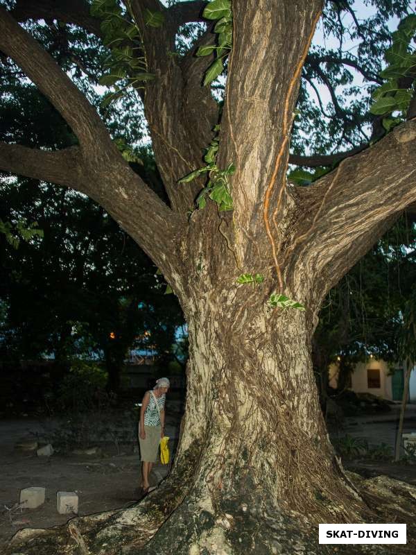 Зайцева Елена, крошечный человечек рядом с деревом исполином в парке Мале