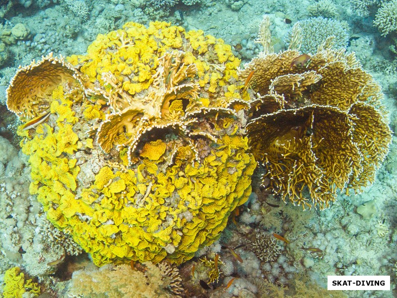 Яркие оттенки красноморских кораллов встречают нас повсеместном