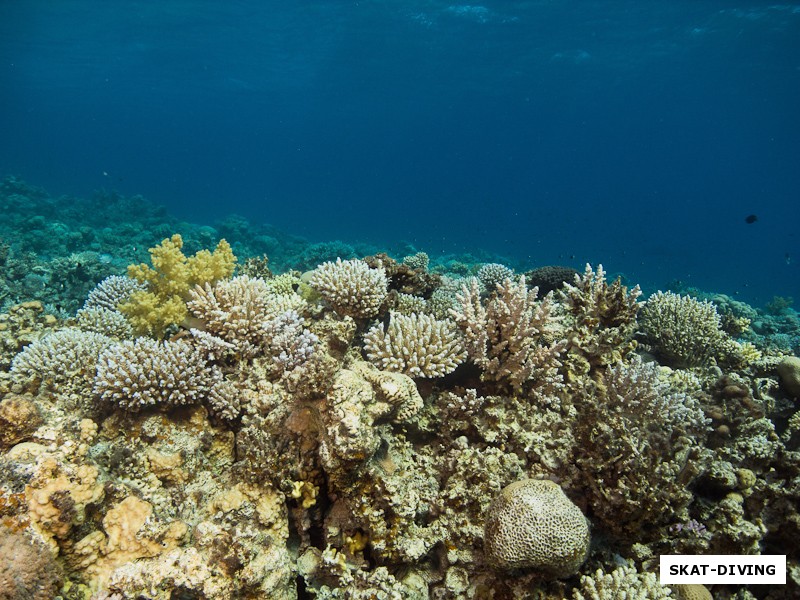 Красивые коралловые сады Абу Галум, где рифы видят немного подводных туристов
